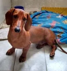 Cachorro raça Basset-Cofap idade 2 a 6 meses nome Doki