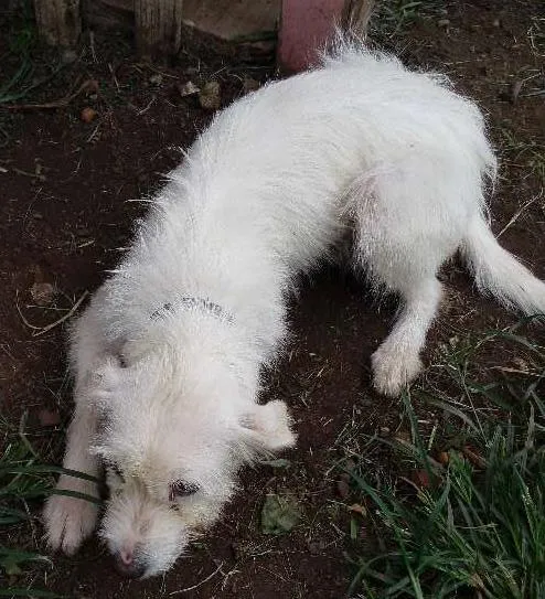 Cachorro ra a nao definida idade 7 a 11 meses nome Branca