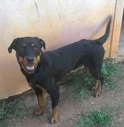 Cachorro raça rottweiler idade 7 a 11 meses nome Maya