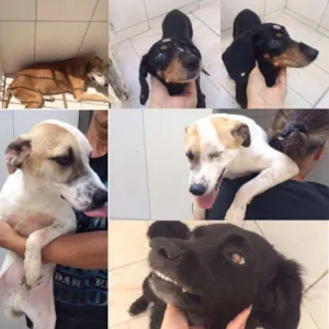 Cachorro raça Vira lata  idade 5 anos nome Sem nome 