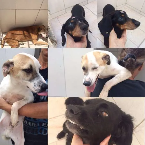 Cachorro ra a Vira lata  idade 5 anos nome Sem nome 