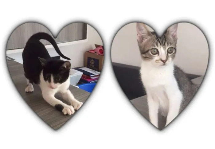 Gato ra a  idade 1 ano nome Sem nome 