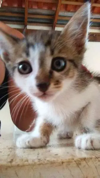 Gato ra a Vira Lata idade 2 a 6 meses nome Bebês