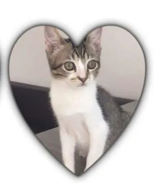 Gato raça  idade 1 ano nome Sem nome 