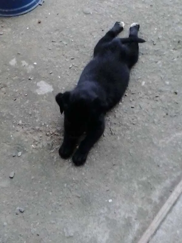Cachorro ra a labrador+capa preta idade Abaixo de 2 meses nome não tem