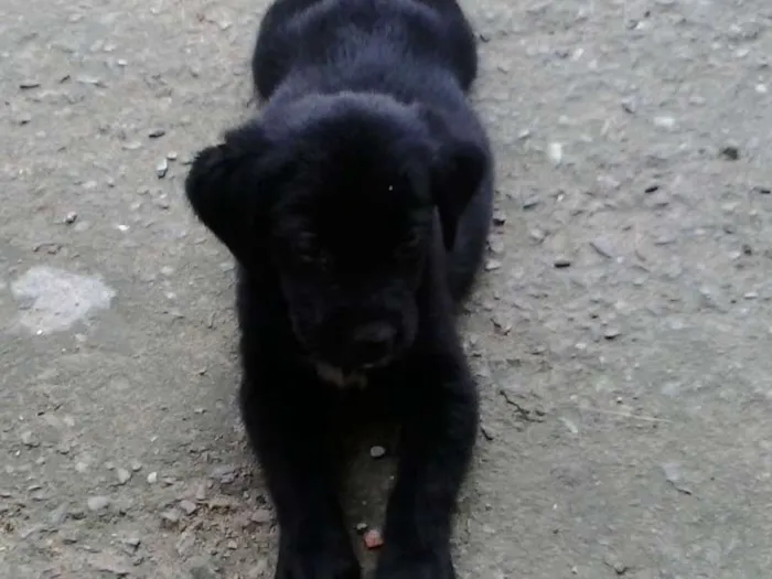 Cachorro ra a labrador+capa preta idade Abaixo de 2 meses nome não tem