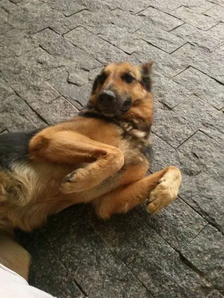Cachorro ra a Pastor Alemão idade 5 anos nome Sasha