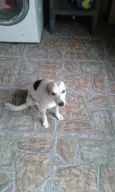 Belinha 