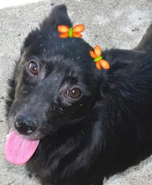 Cachorro raça  idade 4 anos nome AMORA PEQUENA