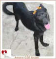 AMORA PEQUENA