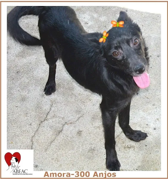 Cachorro ra a  idade 4 anos nome AMORA PEQUENA