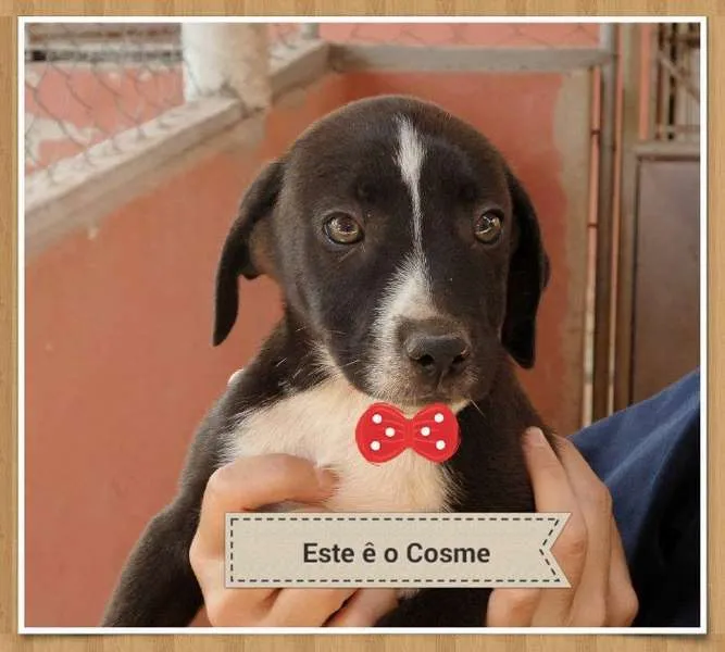 Cachorro ra a SRD idade 2 a 6 meses nome Cosme
