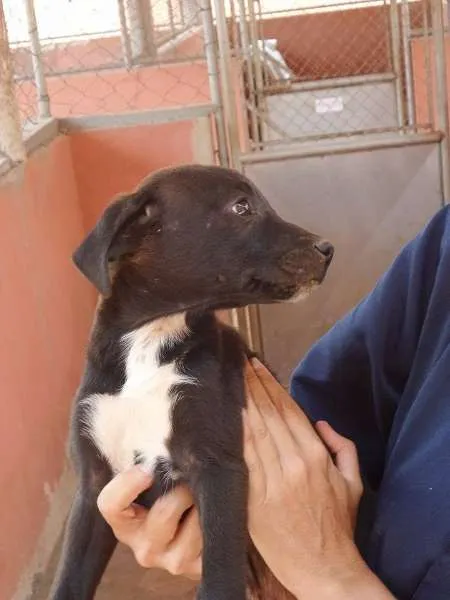 Cachorro ra a SRD idade 2 a 6 meses nome Damião