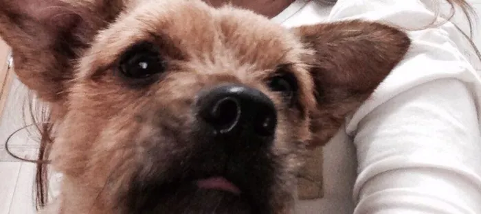 Cachorro raça Vira lata idade 2 anos nome Max