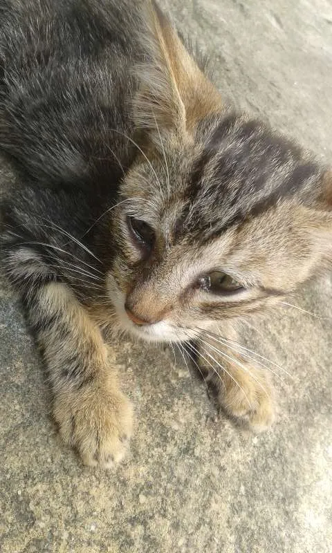Gato raça  idade Abaixo de 2 meses nome não te
