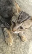 não te