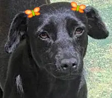 Cachorro ra a  idade 2 anos nome MIUCHA