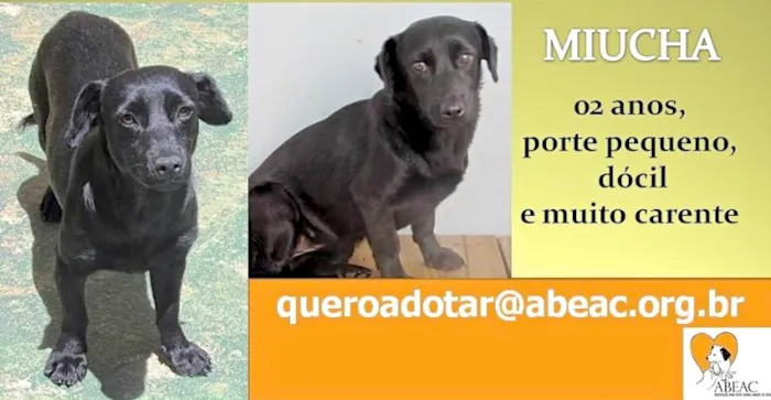 Cachorro ra a  idade 2 anos nome MIUCHA
