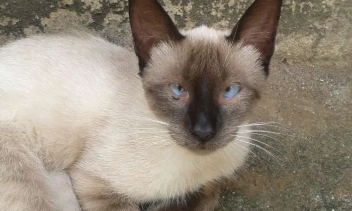 Gato raça  idade 2 a 6 meses nome sem nome 