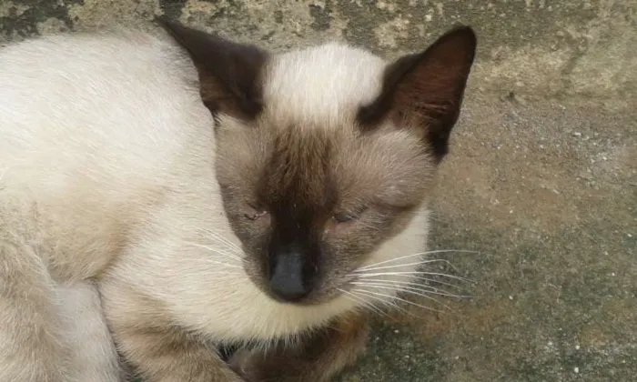 Gato raça  idade 2 a 6 meses nome sem nome 