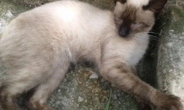 Gato raça  idade 2 a 6 meses nome sem nome 