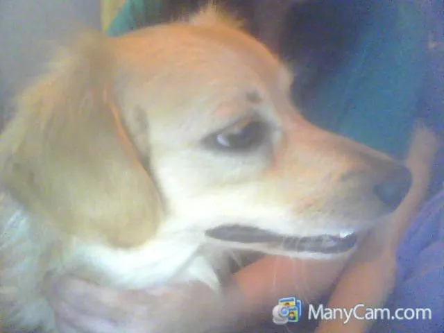 Cachorro ra a SRD idade  nome Scoth