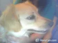 Scoth