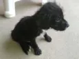 Bruce