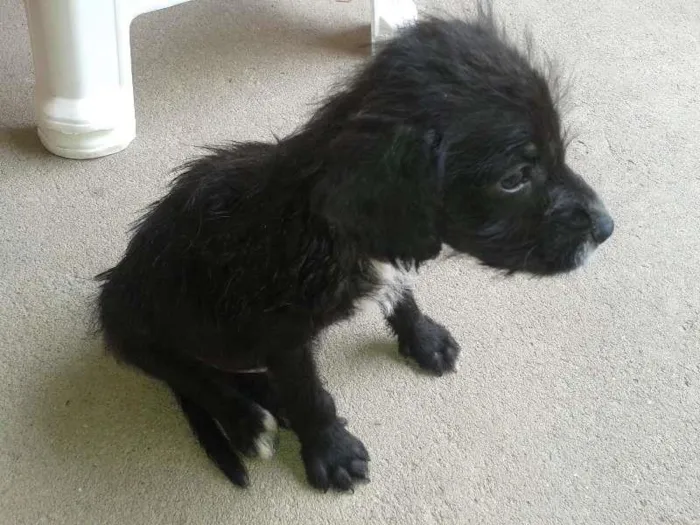 Cachorro ra a vira lata idade Abaixo de 2 meses nome Bruce