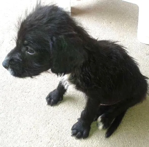 Cachorro ra a vira lata idade Abaixo de 2 meses nome Bruce
