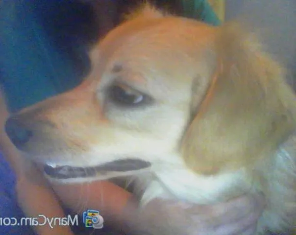 Cachorro ra a SRD idade  nome Scoth