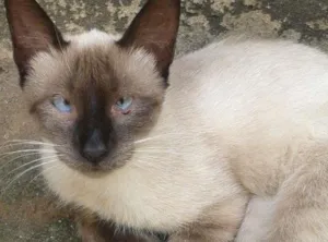 Gato raça  idade 2 a 6 meses nome sem nome 