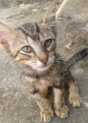 Gato raça  idade Abaixo de 2 meses nome não te