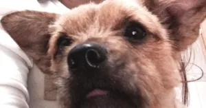 Cachorro raça Vira lata idade 2 anos nome Max