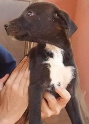 Cachorro raça SRD idade 2 a 6 meses nome Damião