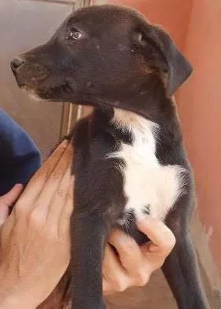 Cachorro ra a SRD idade 2 a 6 meses nome Damião