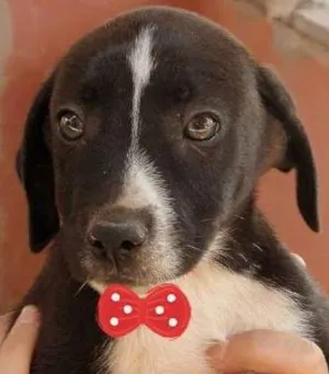 Cachorro raça SRD idade 2 a 6 meses nome Cosme
