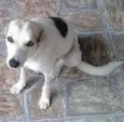 Belinha 