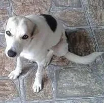 Cachorro ra a vira lata idade 1 ano nome Belinha 