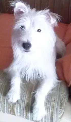 Cachorro raça Parson Russell idade 4 anos nome ZARA