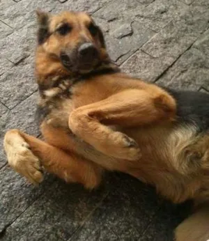 Cachorro raça Pastor Alemão idade 5 anos nome Sasha