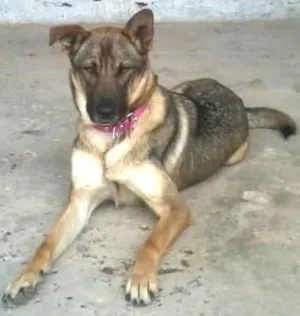 Cachorro raça SRD idade 2 anos nome Bellinha