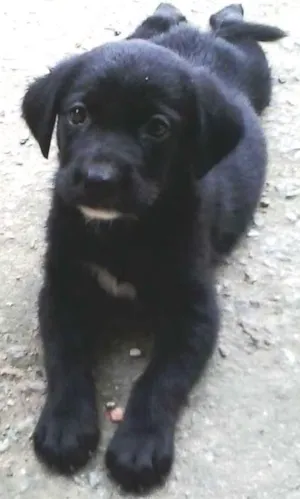 Cachorro raça labrador+capa preta idade Abaixo de 2 meses nome não tem