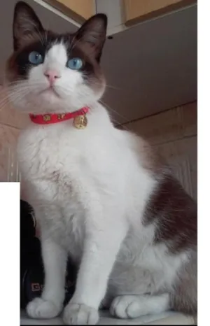 Gato raça Siamês idade 3 anos nome fabian