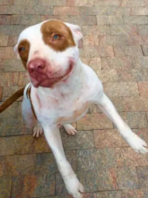Cachorro raça Pit-Bull idade 2 anos nome ANA JULIA