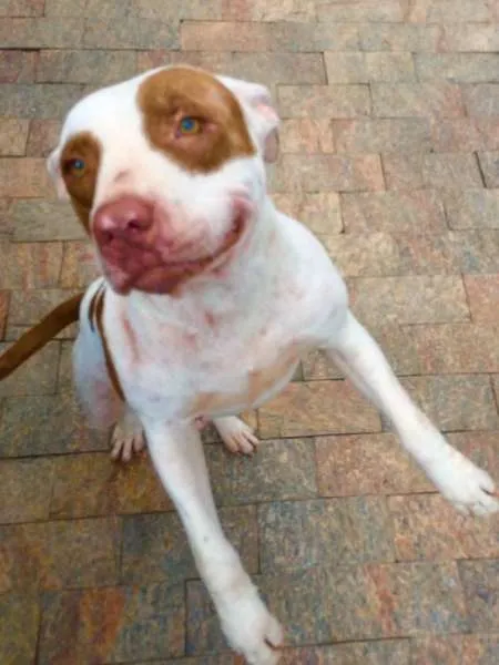 Cachorro ra a Pit-Bull idade 2 anos nome ANA JULIA