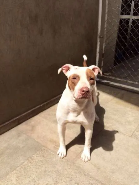 Cachorro ra a Pit-Bull idade 2 anos nome ANA JULIA