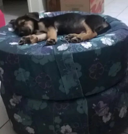 Cachorro ra a SRD idade 2 a 6 meses nome Ivi