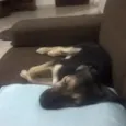 Ivi