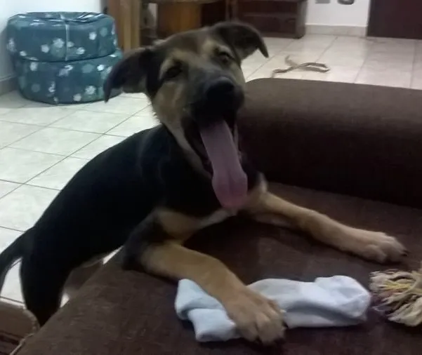 Cachorro ra a SRD idade 2 a 6 meses nome Ivi